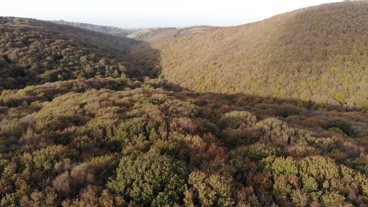 Ripresa aerea frontale di un volo sopra le cime degli alberi di un bosco nel sud-ovest dell'Inghilterra
