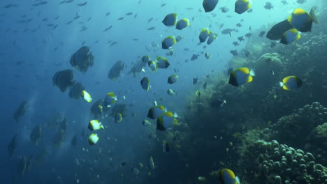 Un-Grupo-De-Peces-Espada-De-Aleta-Larga,-También-Conocido-Como-Pez-Murciélago,-Flota-Sobre-Un-Arrecife-De-Coral-Saludable