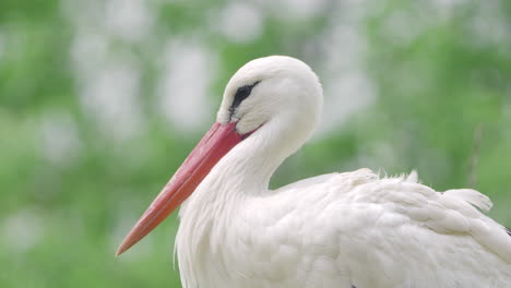 Westlicher-Weißstorch-Ruht-In-Einem-Nest,-Profil-Nahaufnahme