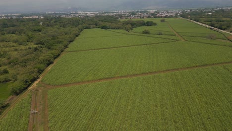 Aerial-Sugar-Cane-Crops-In-Jamundi-Valle-Del-Cauca