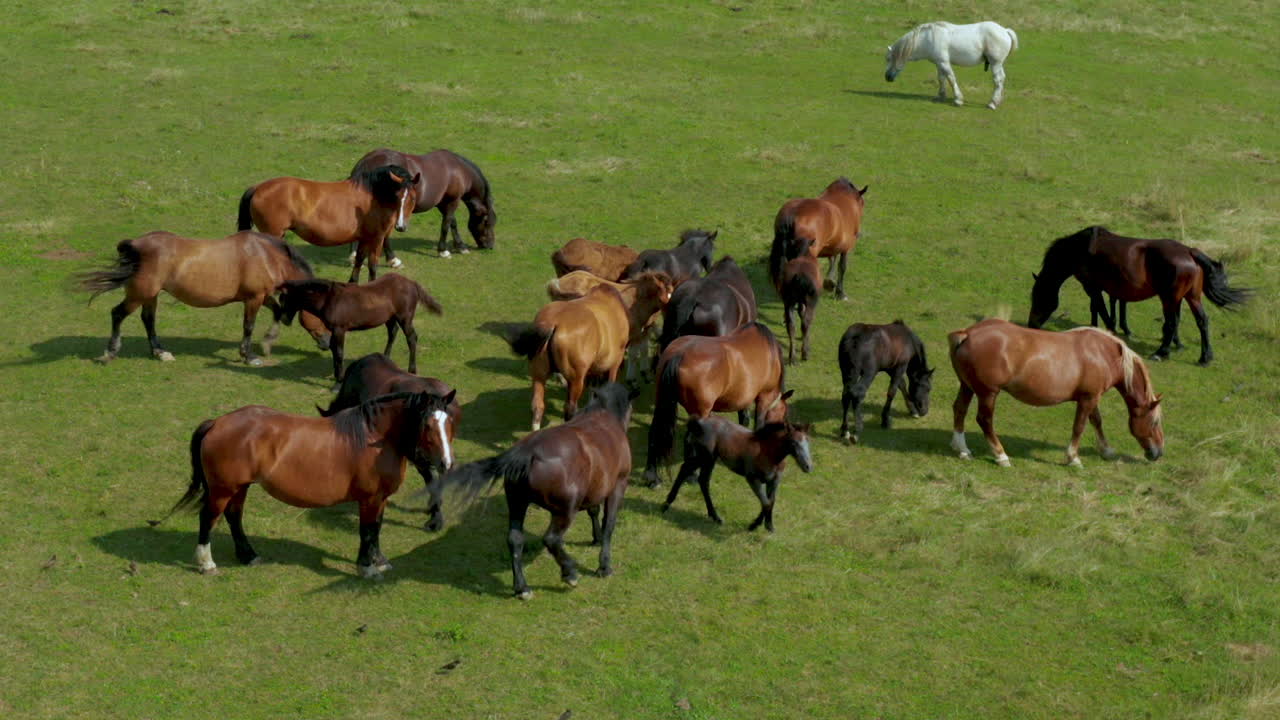 caballos pastando en pastos, vista aérea del paisaje verde con una manada de caballos marrones y un solo caballo blanco, caballos europeos en el prado