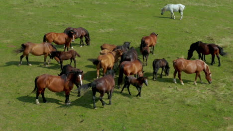 horses grazing on pasture, aerial view of green landscape with a herd of brown horses and a single white horse, european horses on meadow