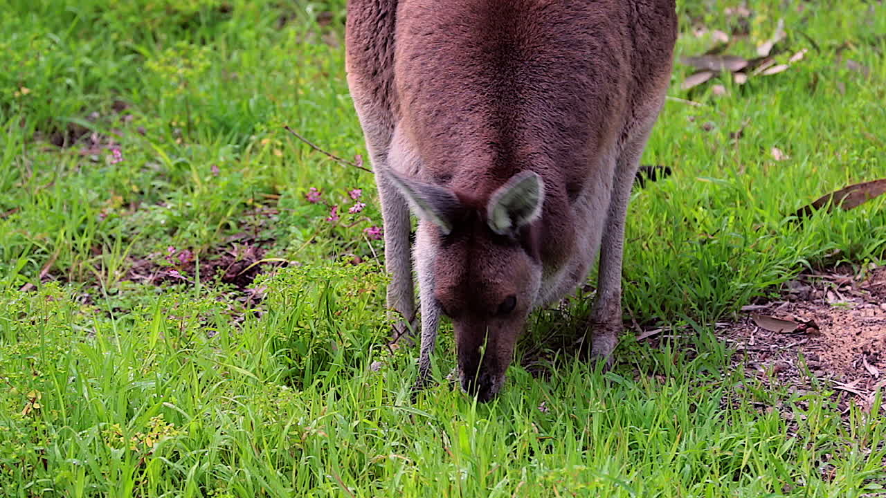 un canguro pasta con un bebé en su bolsa australia