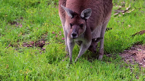 a kangaroo grazes with a baby in its pouch australia