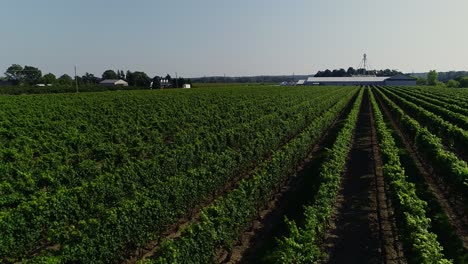 A-drone-captures-row-upon-row-upon-row-of-seemingly-endless-grapevines-on-a-sunny,-blue-skied-day