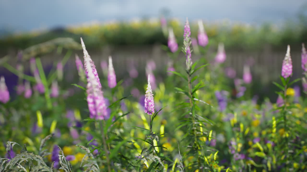 Vibrant wildflowers bloom in a colorful meadow during summer sunlight