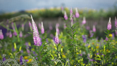 vibrant wildflowers bloom in a colorful meadow during summer sunlight