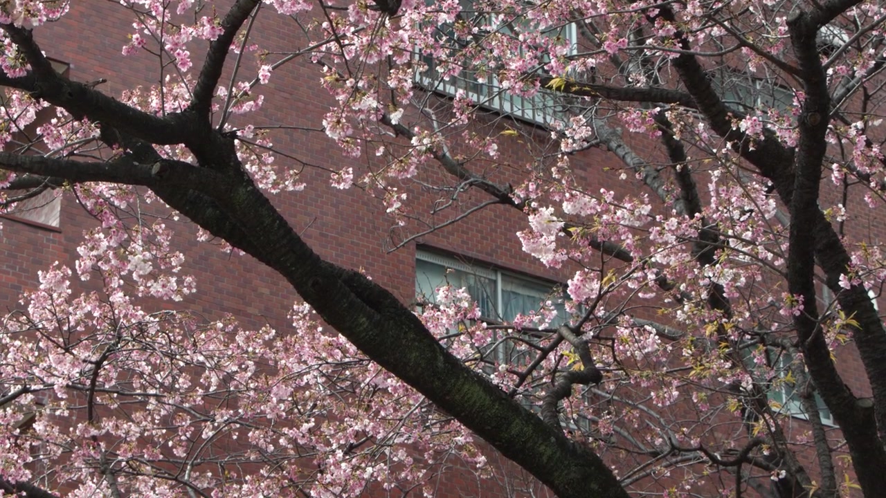 Fiori di sakura rosa sbocciano su rami scuri davanti a un edificio residenziale in mattoni rossi a Tokyo
