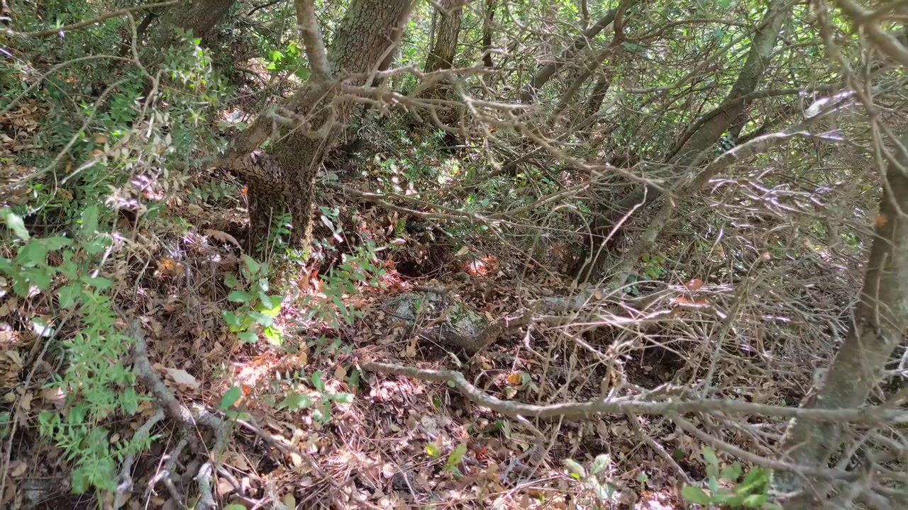 Sottobosco denso con la luce del sole che filtra tra gli alberi