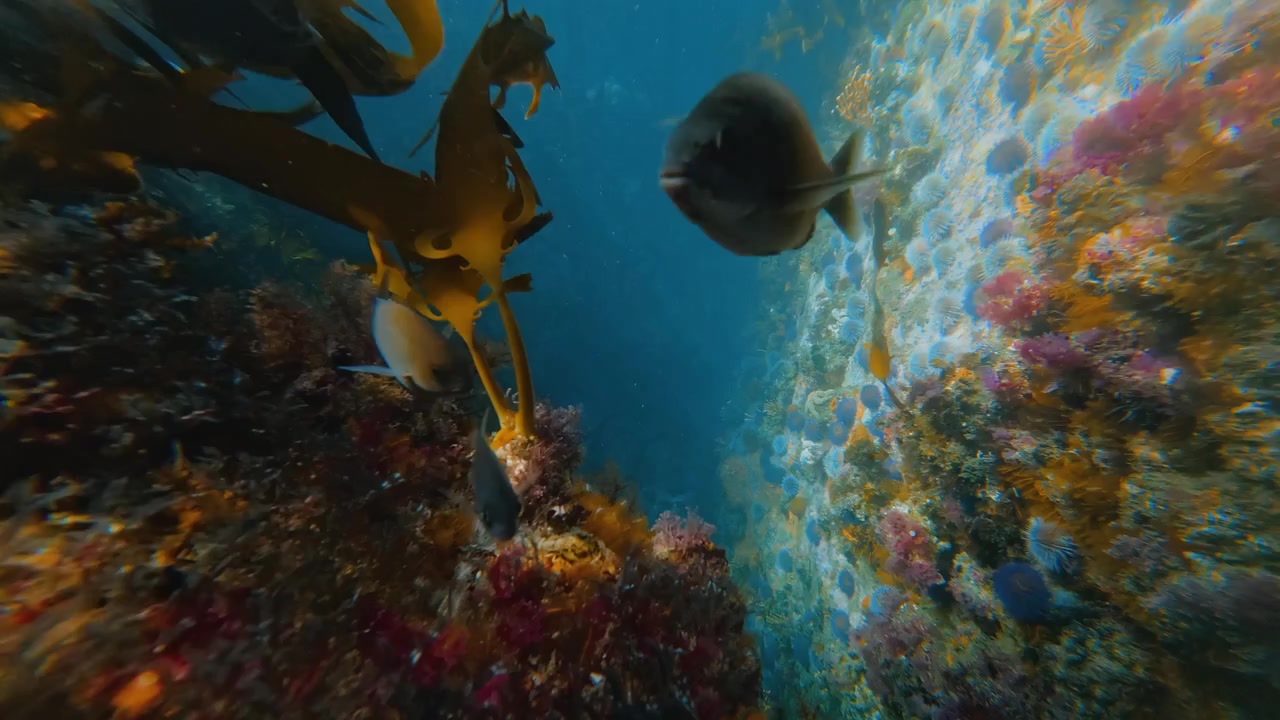 Buceo frente a la costa de África Meridional.