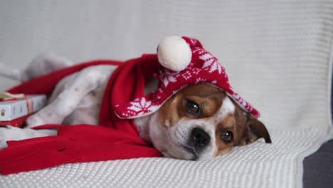 chihuahua dog in santa hat and red scarf with christmas gift.