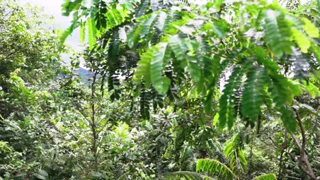 revelación en cámara lenta de la diversidad de plantas en la selva de belice