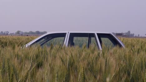 Only-head-portion-of-the-car-visible-in-thick-grass-in-field-after-accident