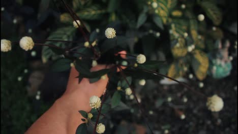pequeñas flores blancas en la mano