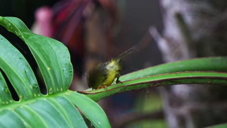 a beautiful sunbird perching on petiole of leaf, playing with the water, wagging its tail and cleaning its feathers, close up shot