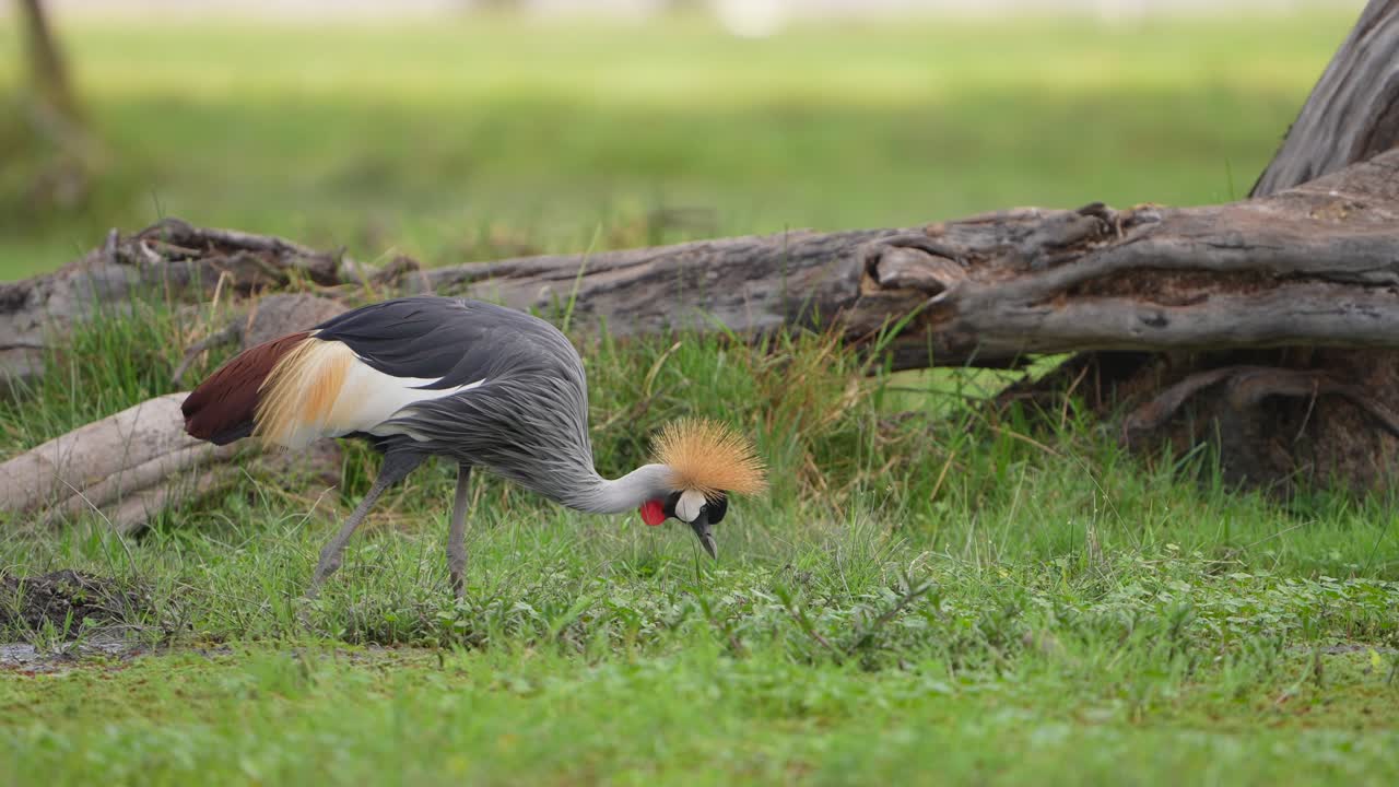 Afrikaanse kroonkraanvogel op zoek naar voedsel in open grasland
