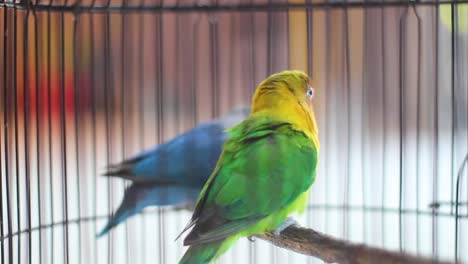 Beautiful-blue-and-green-Lovebird-parrots-sitting-together-on-a-tree-branch,-Lovebird-Kiss