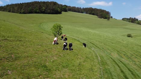 aerial cows grazing on a beautiful, calm and sunny meadow in the black forest