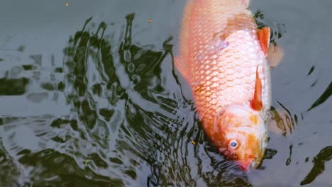 a fish floats lifelessly in murky water