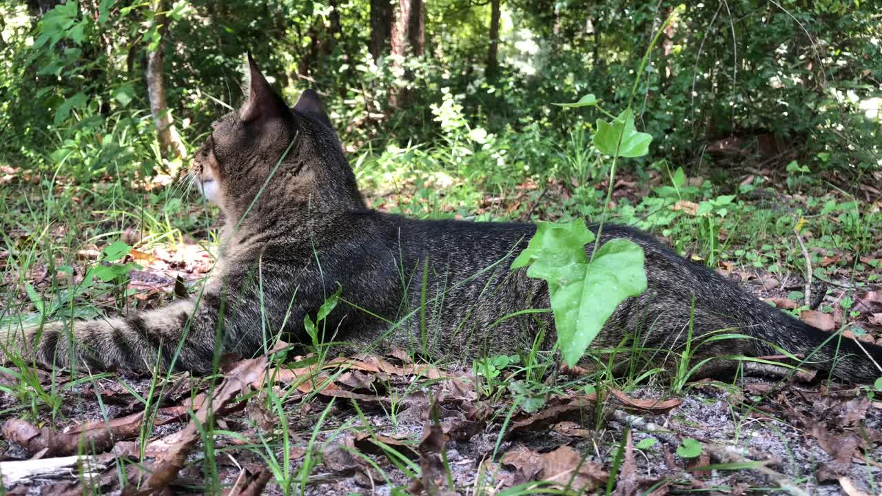 gato atigrado caballa marrón súper dulce jugando al aire libre cerca del bosque