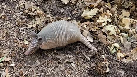 video de mano de un armadillo cavando en el suelo