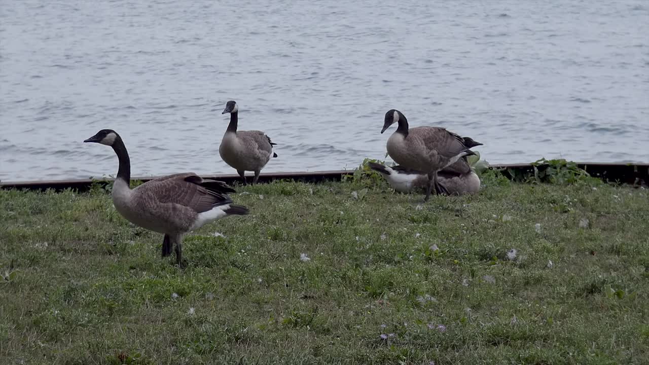 Geese in front of water stand and walk away.