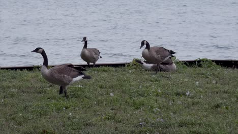 geese in front of water stand and walk away.