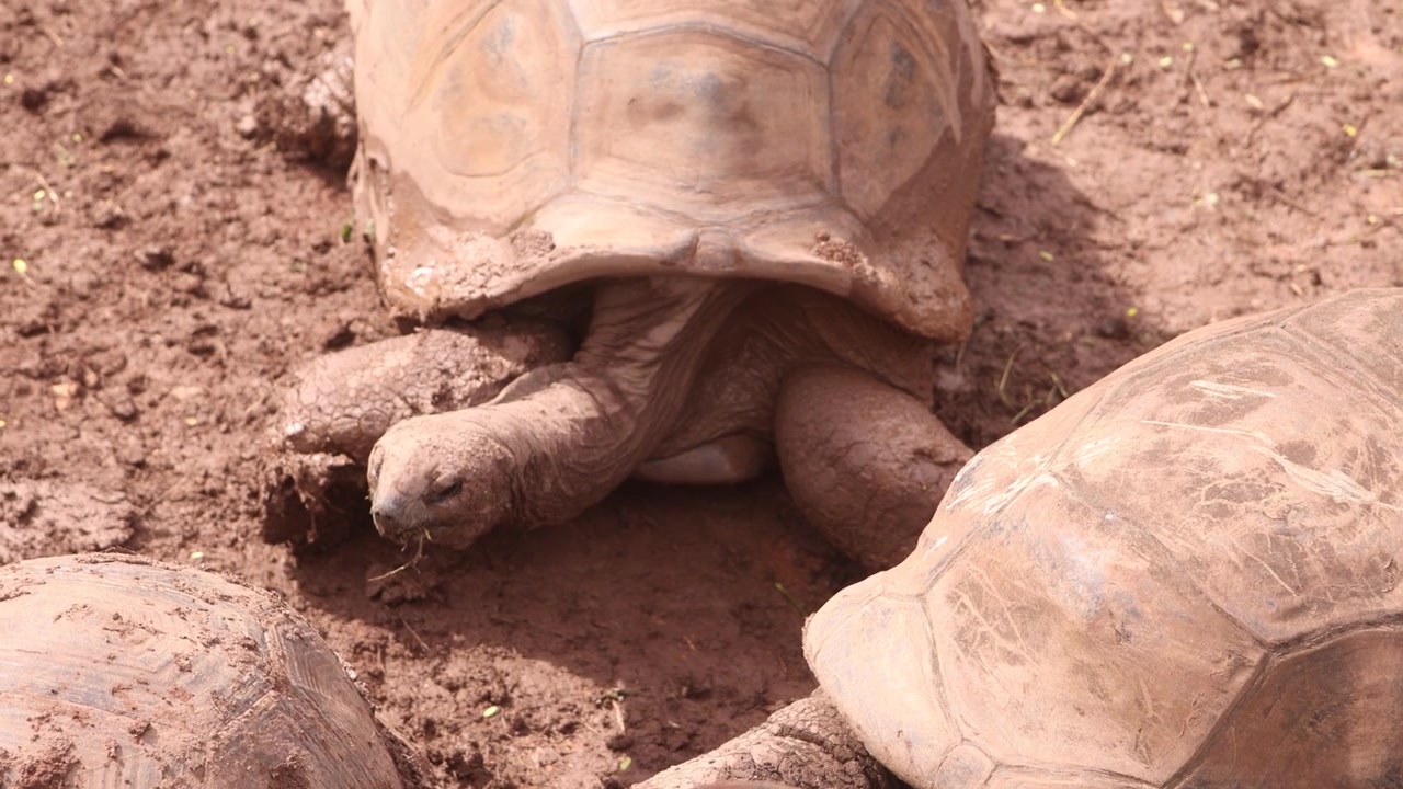 Aldabra giant tortoises roaming in a natural enclosure in Mauritius, showcasing endangered reptile wildlife, conservation efforts, and endemic species in a tropical habitat environment.