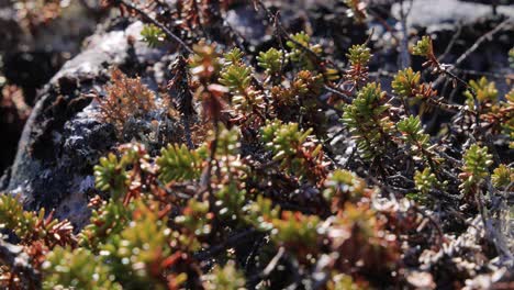 Arctic-Tundra-lichen-moss-close-up.-Found-primarily-in-areas-of-Arctic-Tundra,-alpine-tundra,-it-is-extremely-cold-hardy.-Cladonia-rangiferina,-also-known-as-reindeer-cup-lichen.