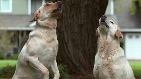 dogs catching treat in slow motion