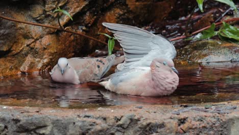 Un-Par-De-Palomas-Manchadas-Jugando-En-El-Agua