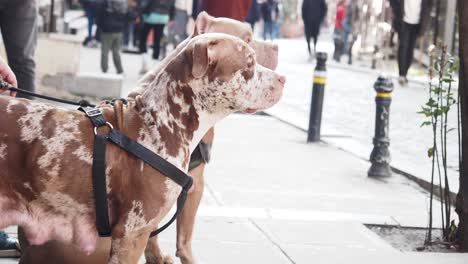 dos pitbulls en una correa caminando por la ciudad