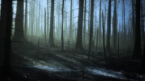 Schwarze-Asche-Der-Kanarischen-Kiefer-Nach-Einem-Waldbrand