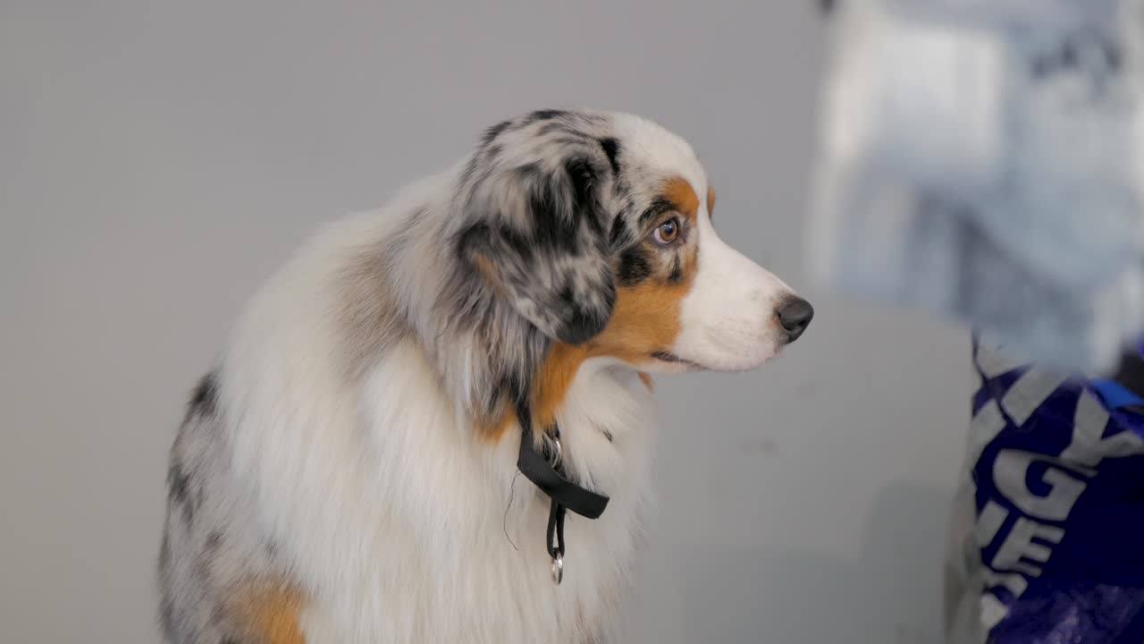 닫기:트레일러 뒤에 앉아 있는 늙은 회색 개