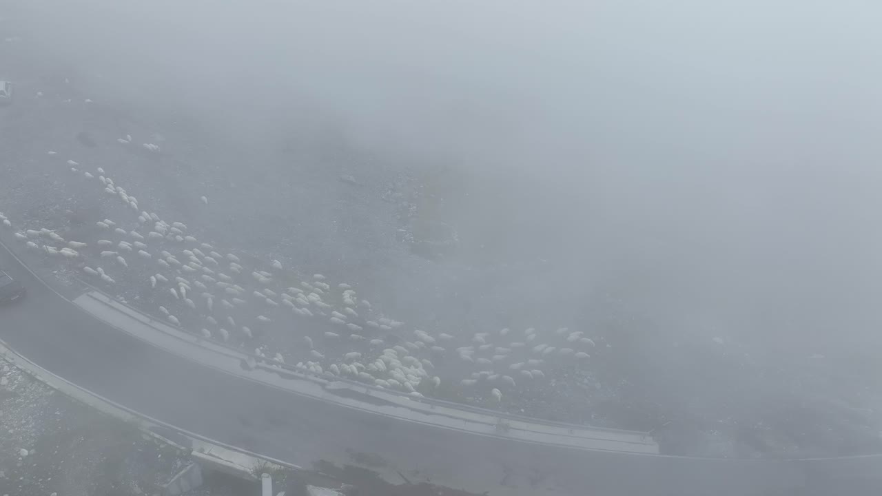 Aerial: sheeps running in a field with fog during the day in Theth national park, Shkoder County, Albania, establishing drone shot