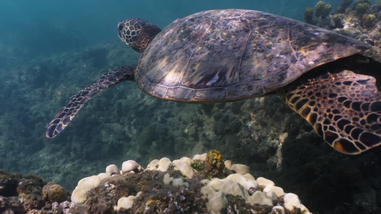 A Hawaiian green sea turtle swims gracefully over a coral reef in clear blue water