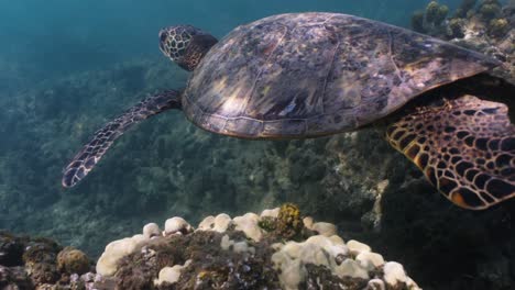 una tortuga marina verde hawaiana nada con gracia sobre un arrecife de coral en aguas azules claras