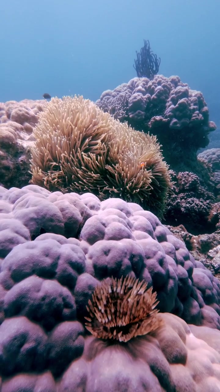 Ripresa stabile a mano libera del movimento naturale di un riccio di mare e di un corallo a piastra con lunghi tentacoli (Heliofungia actiniformis) con una stella piumata (Crinoidei) in lontananza, tutti violentemente ondeggiati da una forte corrente.