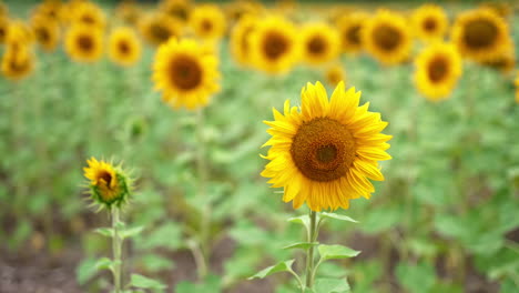 blossoming sunflower swaying from side to side. beautiful yellow field of agricultural farmland at blurred backdrop.