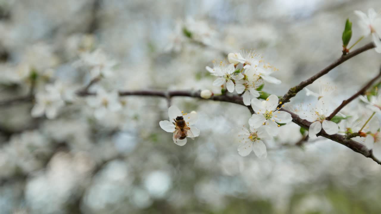 Honeybee on Spring Plum Blossoms