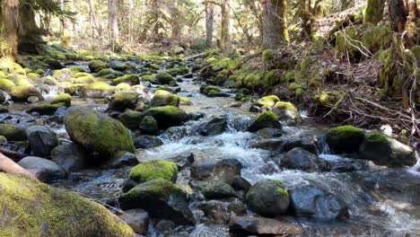 water flowing over rocks covered by moss in the forest of the olympic national forest