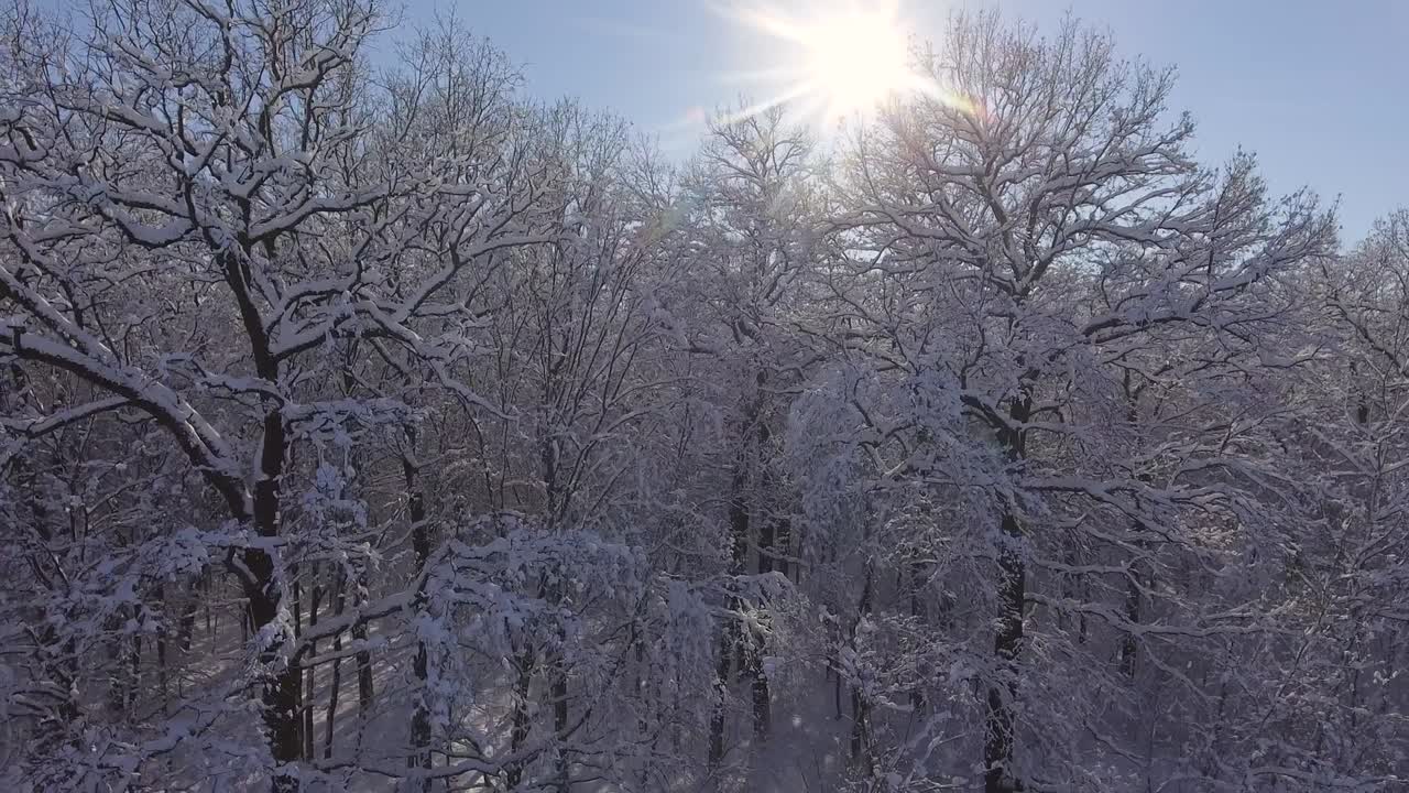 겨울의 숲과 눈, 크리스마스 또는 새해