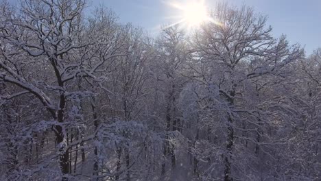 winter forest in snow. christmas or new year time