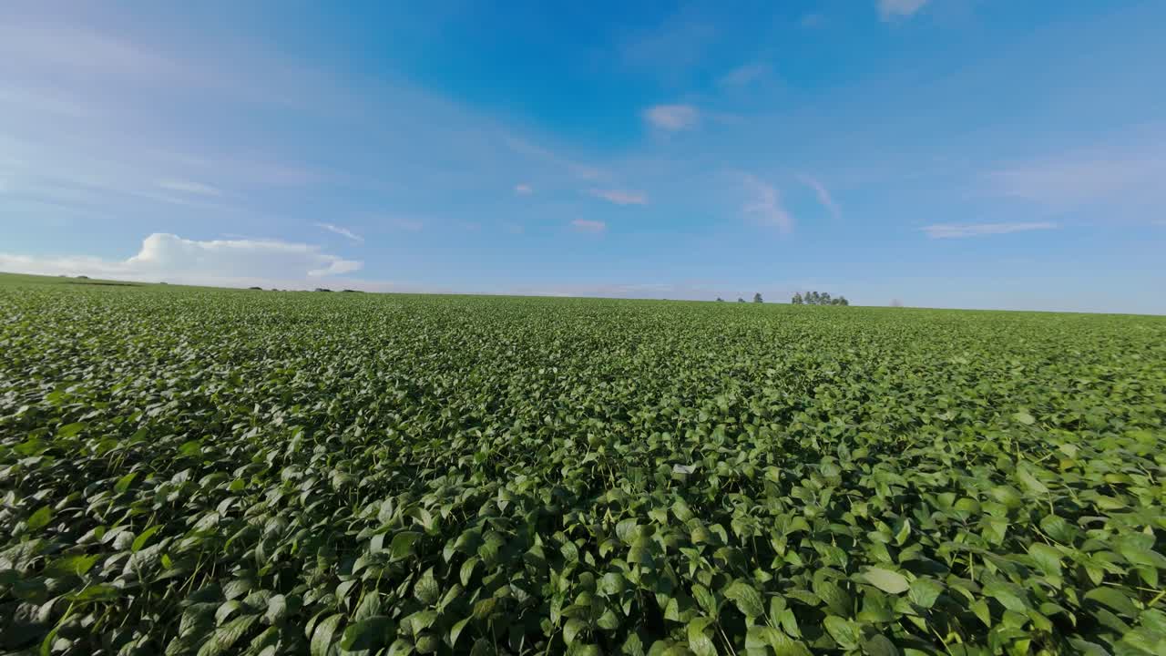 Aerial view of a soybean plantation in Goias, Brazil, extending towards the horizon under a clear blue sky, showcasing the scale of agricultural activity in the region