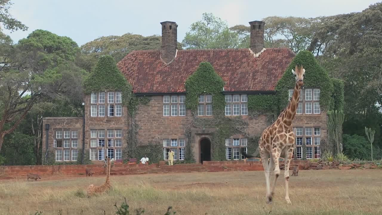 케냐의 옛 저택 밖을 돌아다니는 기린 24