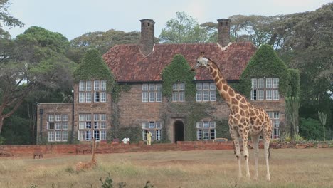 Giraffen-Tummeln-Sich-Vor-Einem-Alten-Herrenhaus-In-Kenia-24