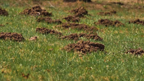 El-Topo-Se-Levantó-Del-Suelo-E-Hizo-Montones-De-Tierra