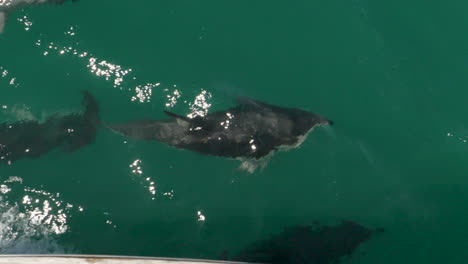 Manada-De-Delfines-Nadan-Debajo-Del-Barco-En-Cámara-Lenta,-Con-Estela-Del-Barco---Kaikoura,-Nueva-Zelanda