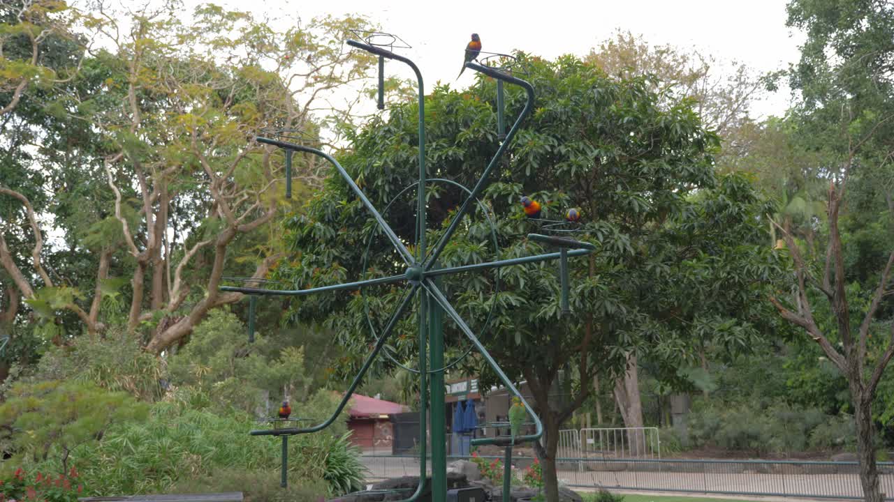관람차에서 쉬고 있는 무지개 lorikeets 새 모이통 - currumbin 야생 동물 보호 구역 - gold coast, qld, australia