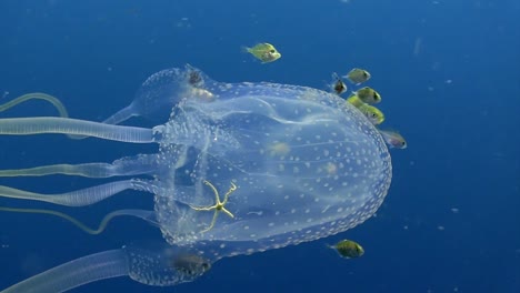 box jellyfish at koh tao-1